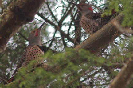 Two Male Northern Flickers