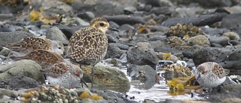 Golden Plover and Western Sandpipers