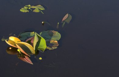 Pond Lily Leaves