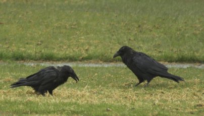 Ravens on the Lawn
