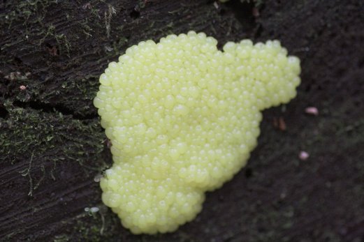 Slime Mold