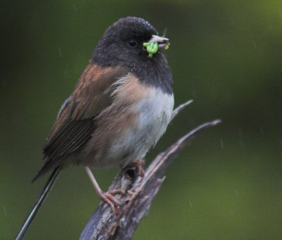 Dark-eyed Junco with Inchworms and flies