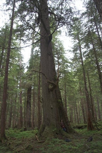 Big Hemlock Tree
