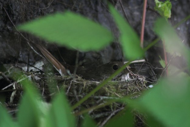 Hermit Thrush on Nest