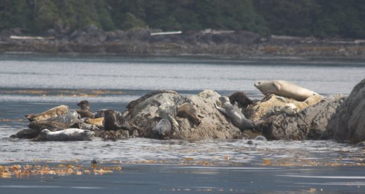 Harbor Seal Haulout