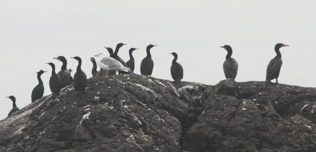 Cormorants and a Gull