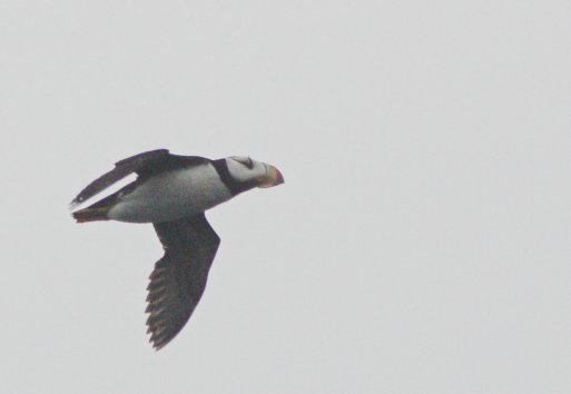 Horned Puffin in Flight