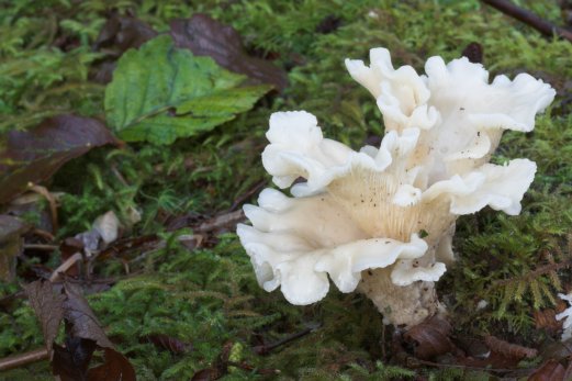Angel-wing Fungus