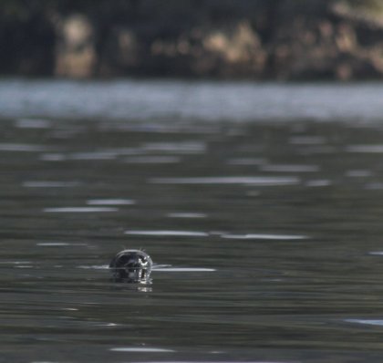 Curious Harbor Seal