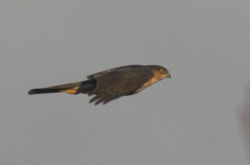 Sharp-shinned Hawk (Accipter striatus)