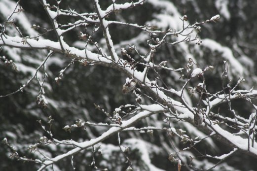 Snow on Branches