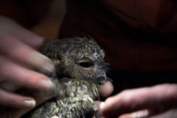 Captured Western Screech Owl