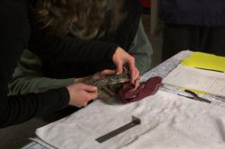 Measuring the wing of a Western Screech Owl