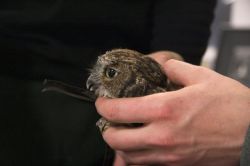 Putting a radio transmitter on a Western Screech Owl