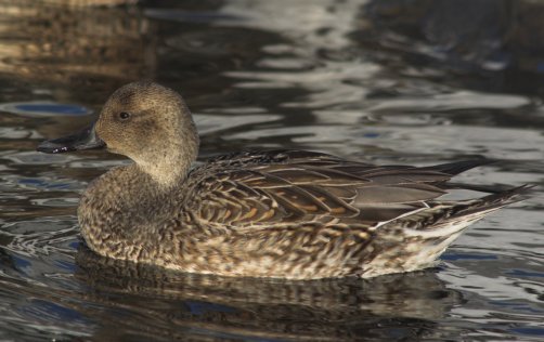 Female Northern Pintail