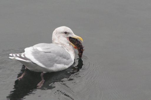 Glaucous-winged Gull eating Sea Cucumber