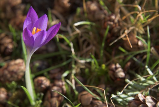 Early Spring Flower