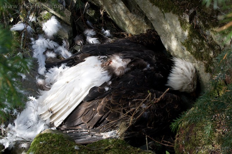 Dead Bald Eagle