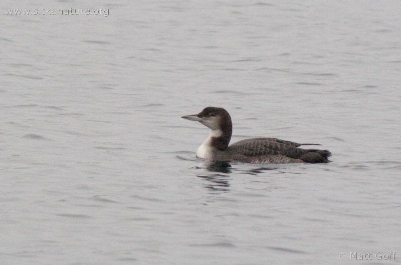 common loon. here is a Common Loon
