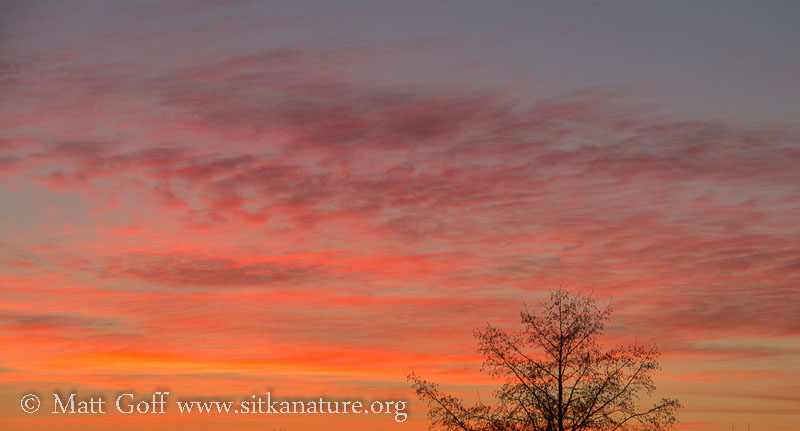 Sunset Color – Sitka Nature