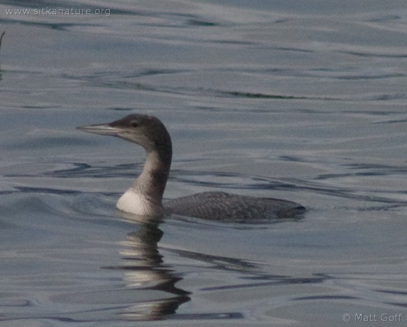 common loon. or #6) as a Common Loon.