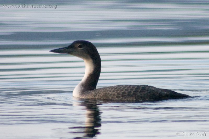 common loon range. pages for Common Loons and
