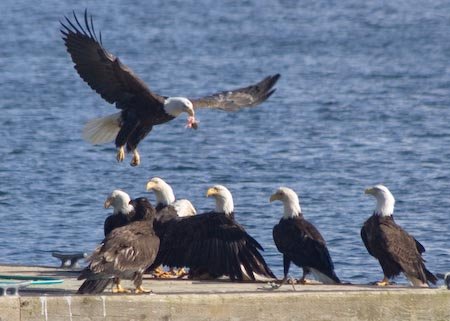 Bald Eagles at a Meal