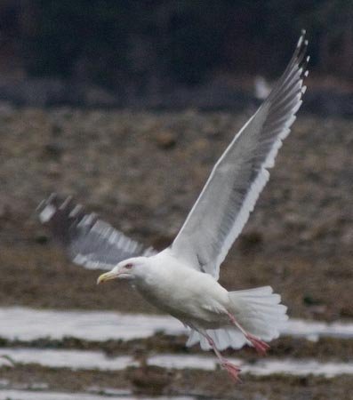 Dark Mantled Gull in Flight