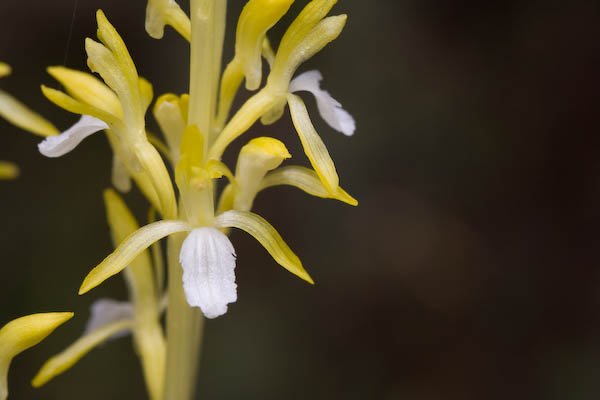 Yellow and White Orchid