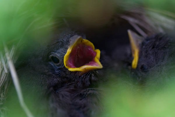 Fox Sparrow Nest