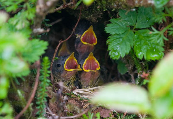 Orange-crowned Warbler Nest