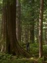 Richard Carstensen and Big Trees