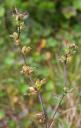 Small-flowered Lousewort (Pedicularis parviflora)