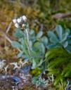 Pussytoes (Antennaria sp.)