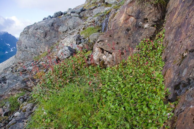 Leatherleaf Saxifrage (Leptarrhena pyrolifolia)