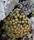 Cushion Saxifrage (Saxifraga eschscholtzii)