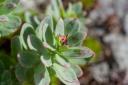 Roseroot (Sedum roseum)