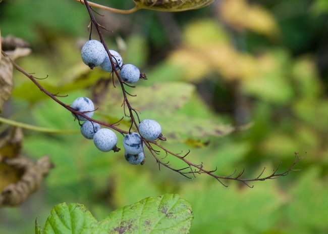 Gray Currant Berries (Ribes bracteosum)