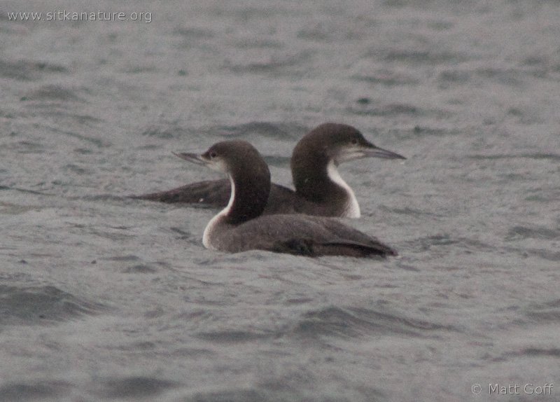 Pacific Loons (Gavia pacifica)