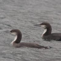 Pacific Loons (Gavia pacifica)