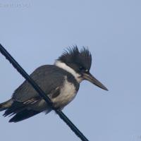 Belted Kingfisher (Megaeryle alcyon)