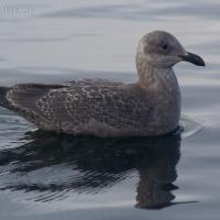 Juvenile Gull