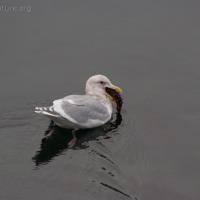 Glaucous-winged Gull with Sea Cucumber