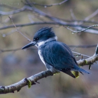 Belted Kingfisher (Megaceryle alcyon)
