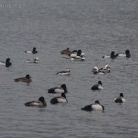 Scaup and Long-tailed Ducks