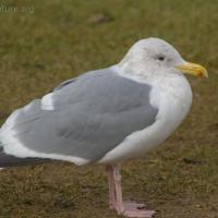 Gull (Larus sp)