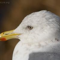 Thayer's Gull (Larus thayeri)