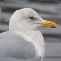 Gull (Larus sp)