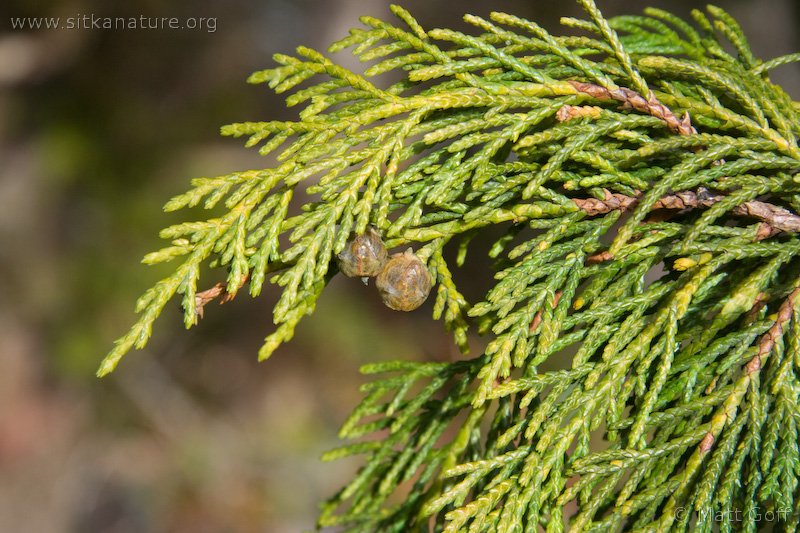 Yellow Cedar (Chamaecyparis nootkatensis)