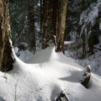 Westwood Trail Snow